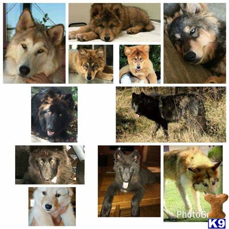 azwolfdogs Picture 2